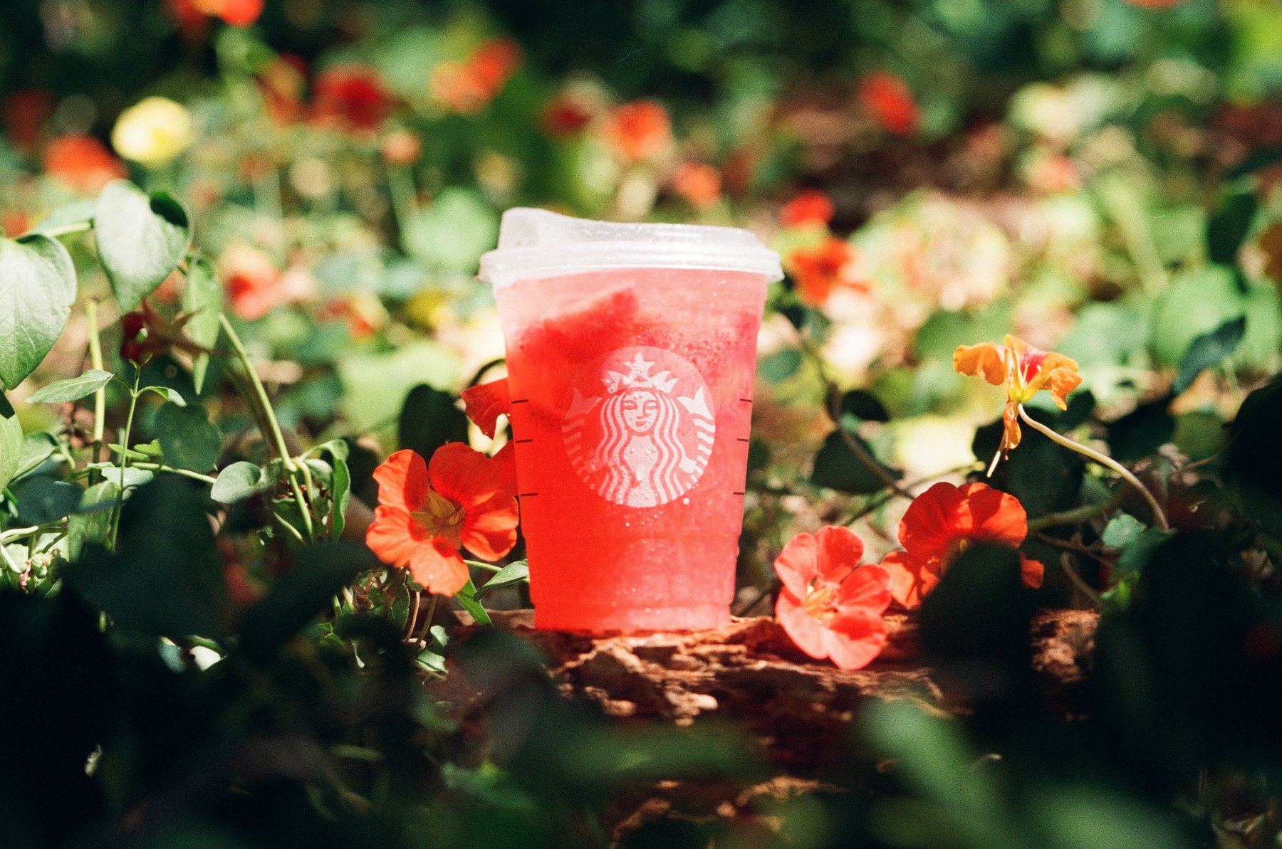Product photography example: a cold drink shot styled among flowers and greenery